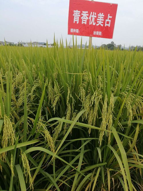 葉元林 唯有技術創(chuàng)新,才是中國種業(yè)發(fā)展的根本丨新年問大咖