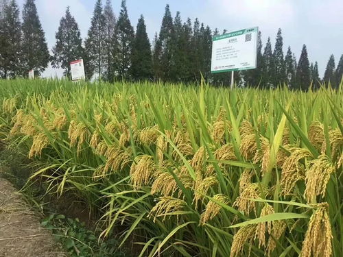凱旋轄區(qū)企業(yè)杭州種業(yè)集團(tuán)水稻新品種 首秀 全國種子舞臺