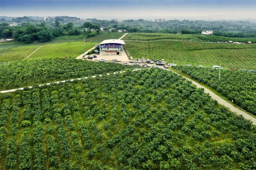 江津區(qū)：打造全國(guó)重要花椒集散地與交易中心，夯實(shí)種業(yè)根基