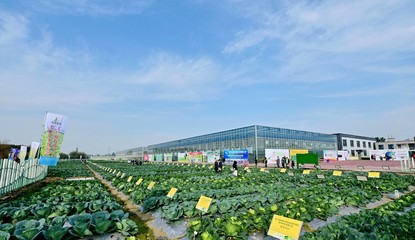 菜博會揭幕，中國南方蔬菜種業創新中心亮相，引領“菜立方”時代